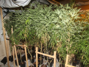 Policisté odhalili pěstírnu konopí. Našli přes dvě stovky rostlin