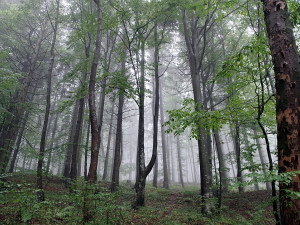 Muž utrpěl při práci úraz. Zraněním podlehl