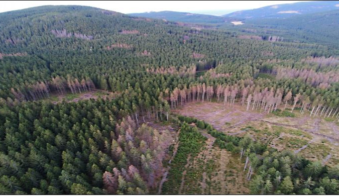 Podle aktivistů hrozí plošné vykácení Jeseníků. Jde maximálně o stovky stromů, brání se ministerstvo
