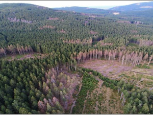 Podle aktivistů hrozí plošné vykácení Jeseníků. Jde maximálně o stovky stromů, brání se ministerstvo