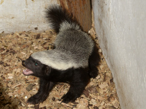 Mládě medojeda se poprvé ukázalo ošetřovatelům