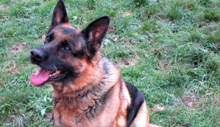 Hledáme páníčka #160: Podívejte se na nejnovější přírůstky v okolních útulcích