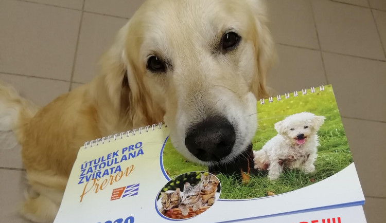 Přerovský útulek přichystal vlastní kalendář na rok 2020, výtěžek poputuje na jeho chod