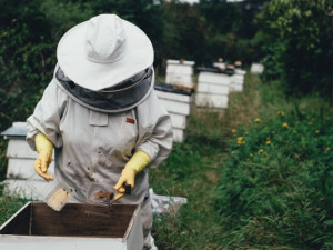 Kraj podpoří včelaře dotací ve výši milionu korun