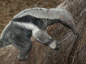 V olomoucké zoo se narodil pátý mravenečník