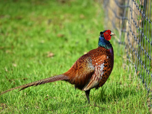 Zloděj vnikl do bažantice mysliveckého spolku, ukradl desítky bažantů a bažantích slepic