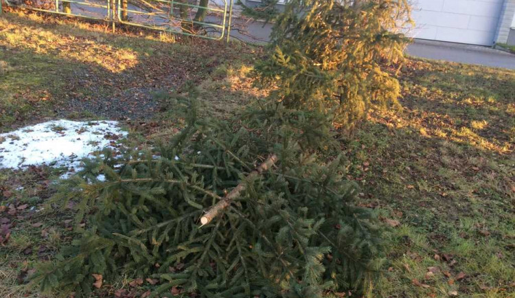 Neznámý vandal v Olomouci uřízl pětimetrový smrk. Jeho špičku si odnesl domů