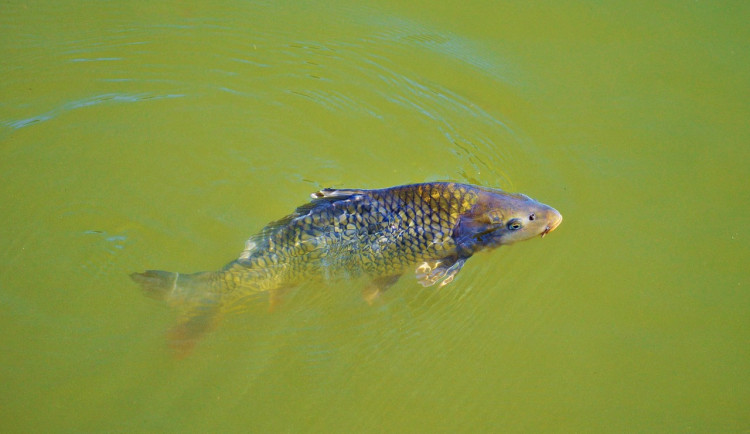 V Olomouci proběhne Tichá ulička pro kapry. Poukázat má na kruté zacházení s kapry během Vánoc