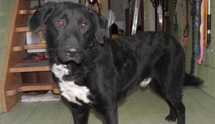 Hledáme páníčka #161: Podívejte se na nejnovější přírůstky v okolních útulcích