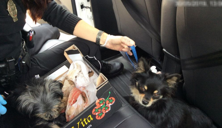 Nejlepší letošní příhody olomouckých strážníků #1: Přečtěte si, jaké situace řešili