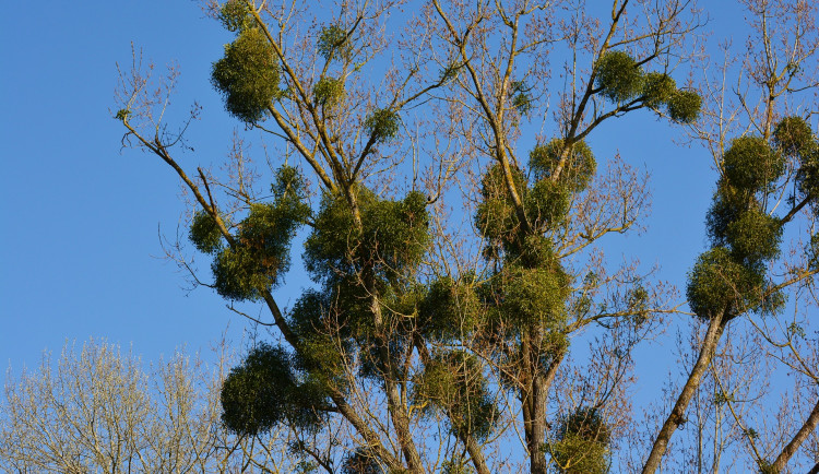 Ve čtyřech krajích se kalamitně rozšířilo jmelí. Zasažen je i Olomoucký kraj