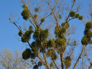 Ve čtyřech krajích se kalamitně rozšířilo jmelí. Zasažen je i Olomoucký kraj