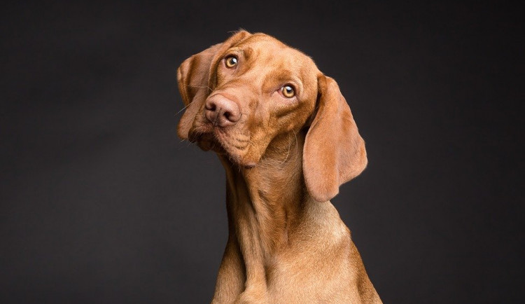 Majitelé se při čipování psů budou muset obejít bez dotací měst v kraji