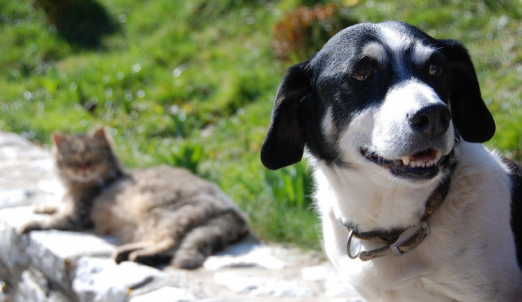 Silvestrovské veselí zvířata stresuje, i letos jich mnoho skončí v útulcích
