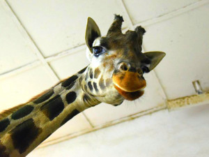 Olomoucká zoo připravila pro návštěvníky vánoční prohlídky