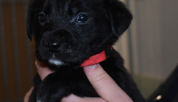 Hledáme páníčka #162: Podívejte se na nejnovější přírůstky v okolních útulcích