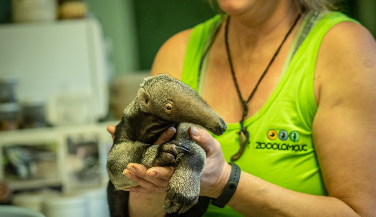 FOTO/VIDEO: V zoo dneska vážili mládě mravenečníka