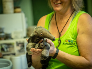 FOTO/VIDEO: V zoo dneska vážili mládě mravenečníka