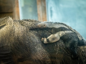 81756957_3053063094718367_8594843812633772032_n (1)