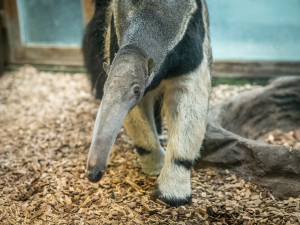 81619668_456437535035263_5378406529089142784_n