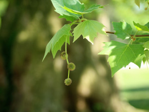 Prostějovská platanová alej se umístila na druhém místě v celostátní soutěži