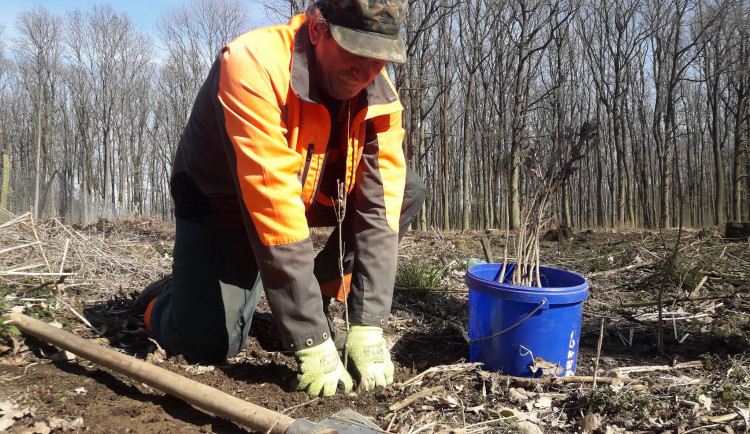 Lesníky z Arcibiskupských lesů čeká perný rok. Musí nasadit šest a půl milionu sazenic
