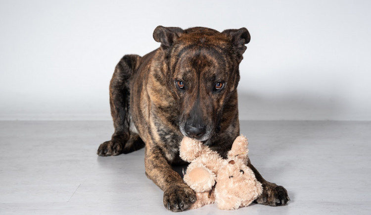 Hledáme páníčka #163: Podívejte se na nejnovější přírůstky v okolních útulcích