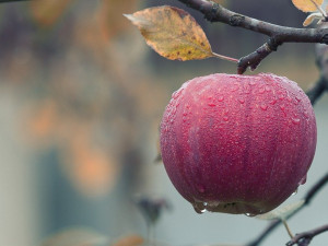 Sklizeň ovoce loni kvůli mrazům klesla o čtvrtinu