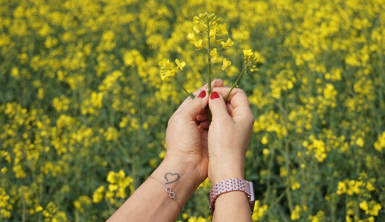 Velký test řepkových olejů překvapil, všechny si odnesly dobré hodnocení