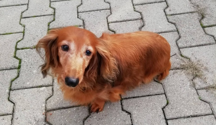 Hledáme páníčka #164: Podívejte se na nejnovější přírůstky v okolních útulcích