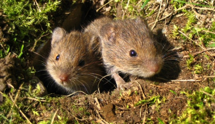 Hrabošům se v letošní zimě daří dál rozmnožovat, pomoct by mohly srážky