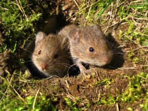 Hrabošům se v letošní zimě daří dál rozmnožovat, pomoct by mohly srážky