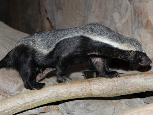 Olomoucká zoo počítá loňské úspěchy i škody z vichřice