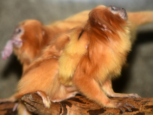 Mláďata lvíčka zlatého ZOO Olomouc