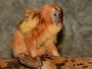 Mláďata lvíčka zlatého ZOO Olomouc