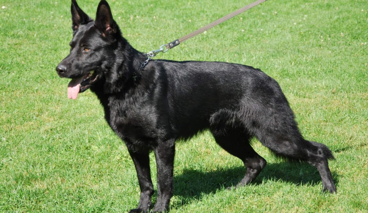 Pohřešovanou ženu pomohl nalézt policejní pes Umpa