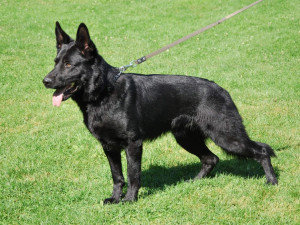 Pohřešovanou ženu pomohl nalézt policejní pes Umpa