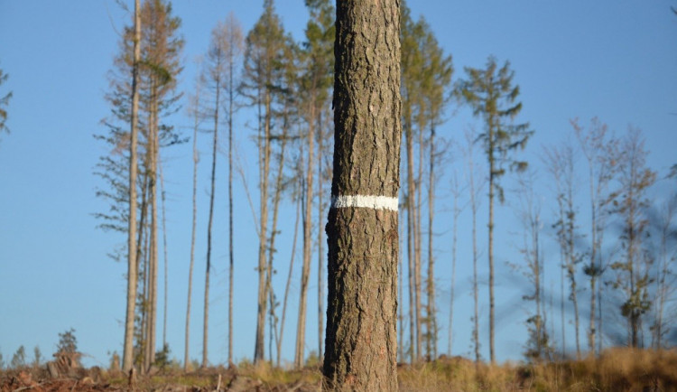 Ministerstvo zrušilo tři ze sedmi výjimek na kůrovcovou těžbu