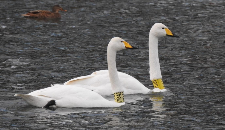 Ornitologové radí, jak přikrmovat přezimující vodní ptáky