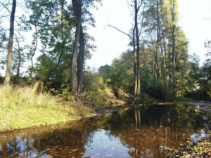 Prostějovské parky jsou kvůli silnému větru zavřené, Olomouc je zatím zavřít neplánuje