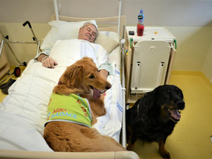 Psí terapeutové pomáhají pacientům LDN v Prostějově