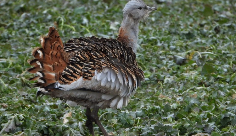 Na Hané se objevil největší polní pták Evropy