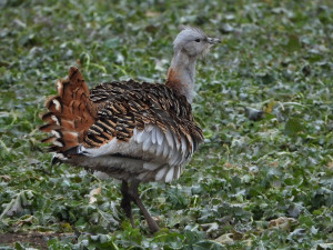 Na Hané se objevil největší polní pták Evropy