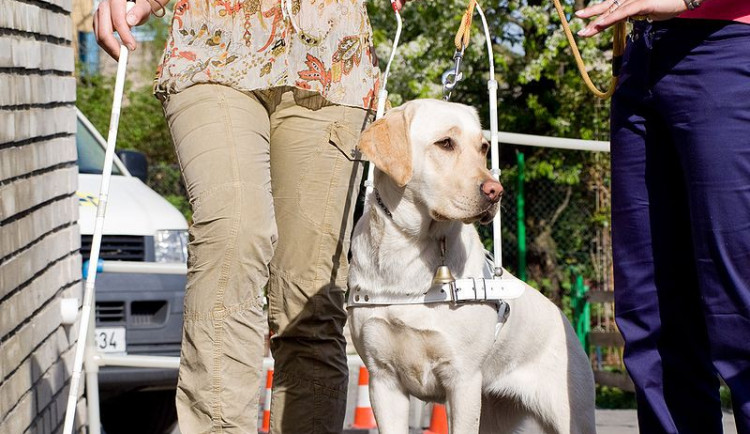 slepec - olomoucká drbna