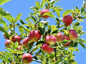Jeseník plánuje vznik komunitního jabloňového sadu. Občané mají možnost vyjádřit svůj názor v dotazníku