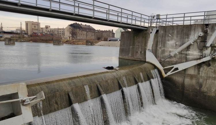 Seniorce utekl ze zahrady vlčák, rybářská stráž ho našla utopeného v řece