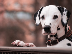 Žena zaplatila za dovoz dalmatina z Itálie. Přišla o peníze a nemá ani psa