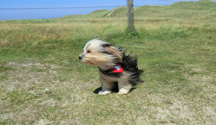ilustrační foto