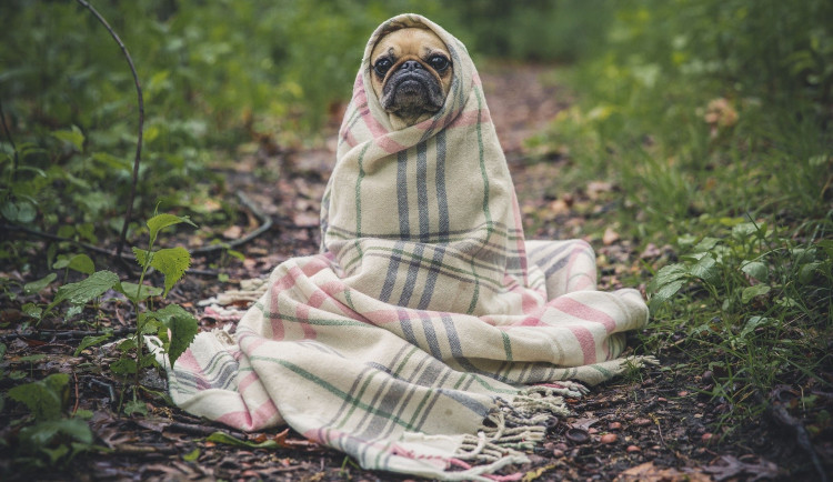 Státní veterinární správa spustila novou databázi ztracených psů