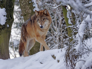 Počet vlčích smeček se v Česku zvýšil, na jejich monitoringu se podílí i olomoucká pobočka Hnutí duhy